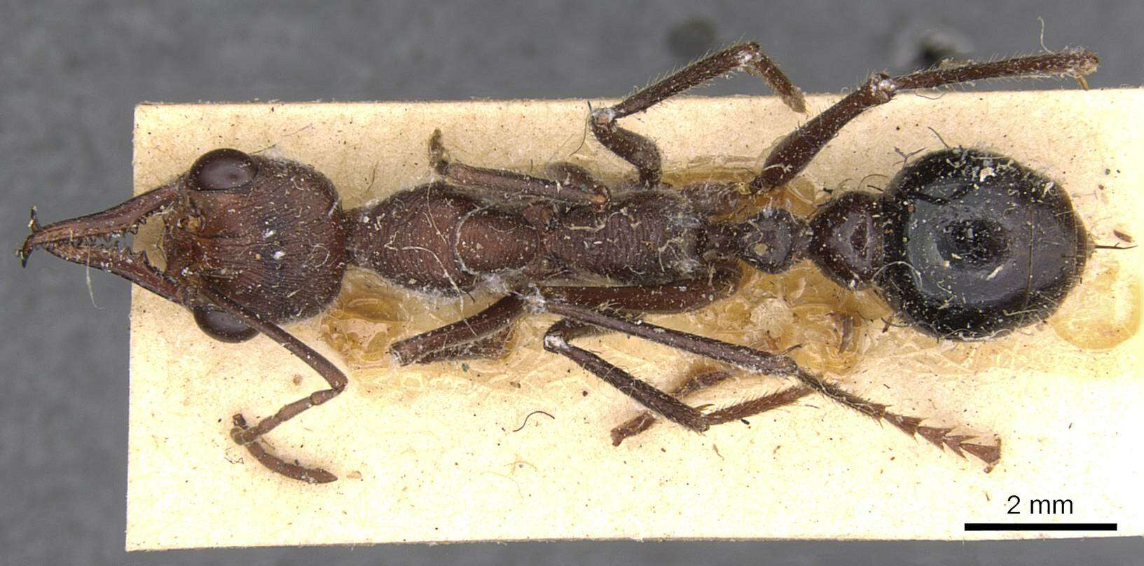 Image of Myrmecia forficata (Fabricius 1787)