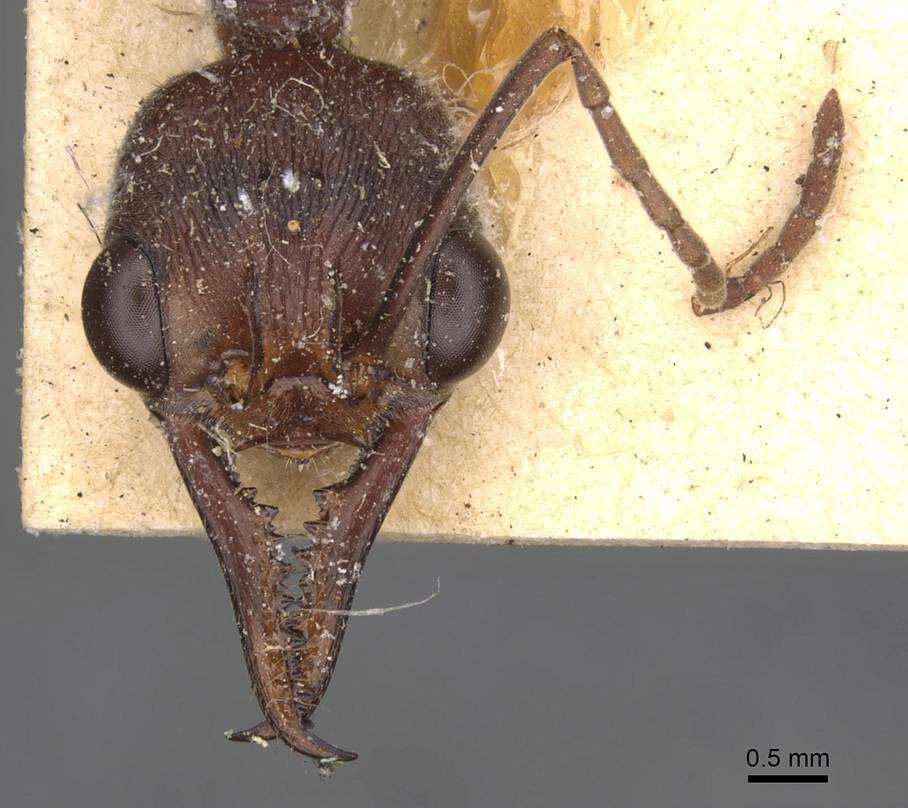 Image of Myrmecia forficata (Fabricius 1787)