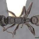 Image of Myrmecia michaelseni Forel 1907