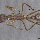 Image of Myrmecia mjobergi Forel 1915