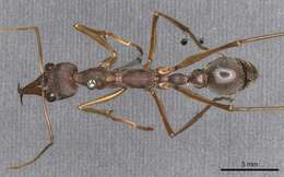 Image of Myrmecia mjobergi Forel 1915