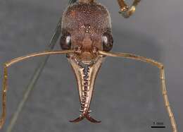 Image of Myrmecia mjobergi Forel 1915