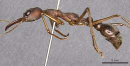 Image of Myrmecia mjobergi Forel 1915