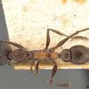 صورة Myrmecia infima Forel 1900