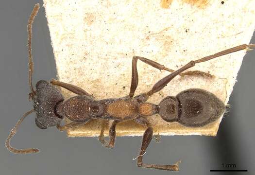 صورة Myrmecia infima Forel 1900