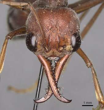 Image of Myrmecia brevinoda Forel 1910