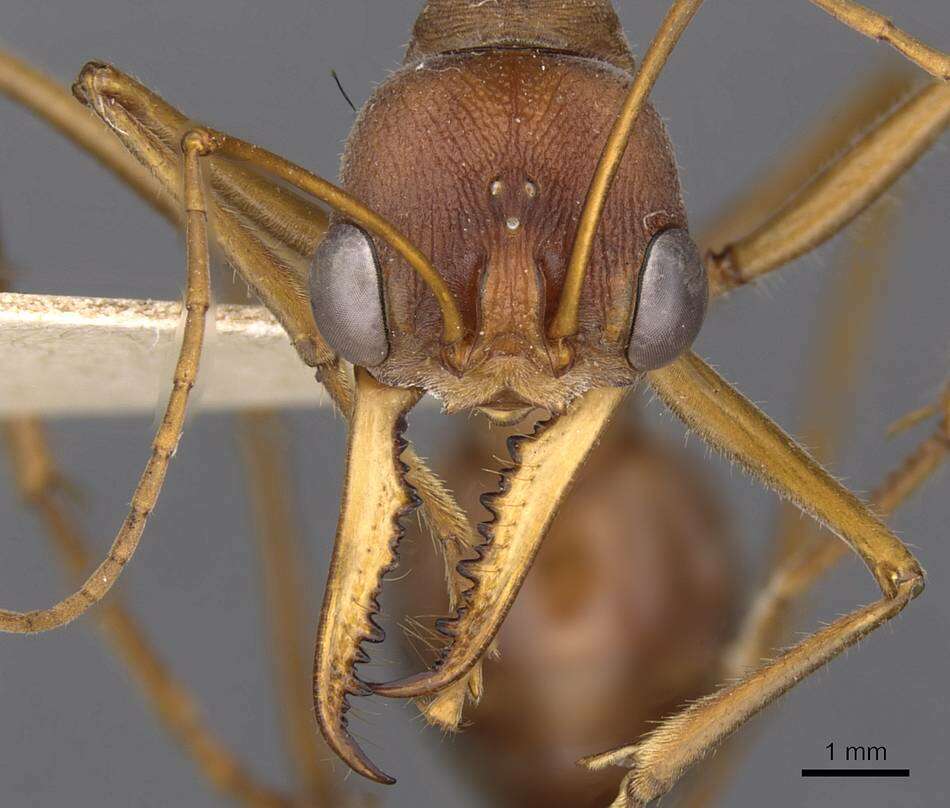 Image of Myrmecia vindex Smith 1858