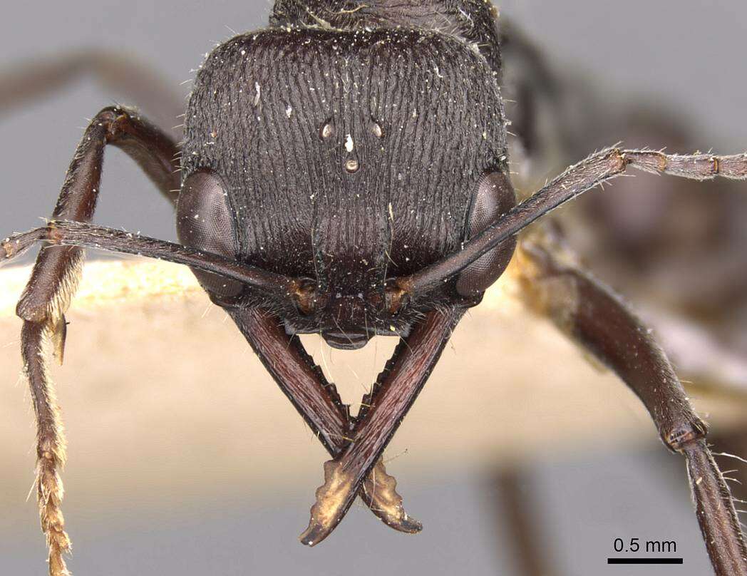 Image of Myrmecia gilberti Forel 1910