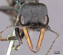 صورة Myrmecia luteiforceps Wheeler 1933