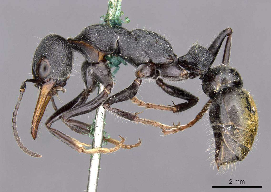 صورة Myrmecia luteiforceps Wheeler 1933