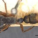 صورة Myrmecia fulviculis Forel 1913