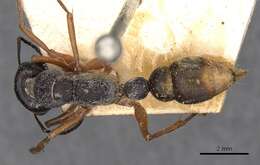 صورة Myrmecia fulviculis Forel 1913