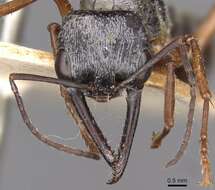 صورة Myrmecia fulviculis Forel 1913