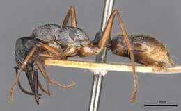 صورة Myrmecia fulviculis Forel 1913