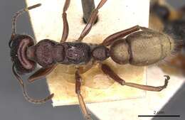 Image of Myrmecia piliventris Smith 1858