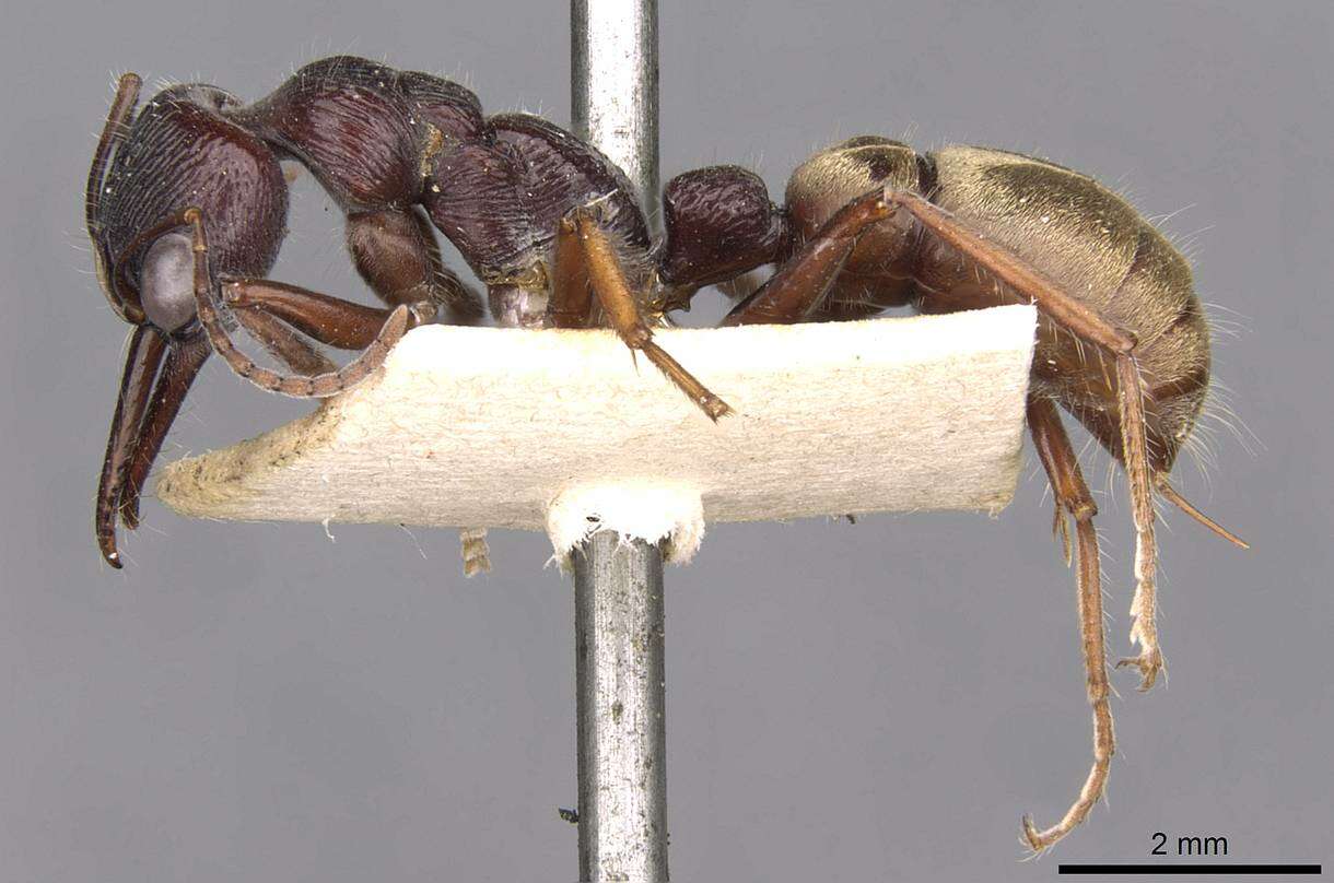 Image of Myrmecia piliventris Smith 1858