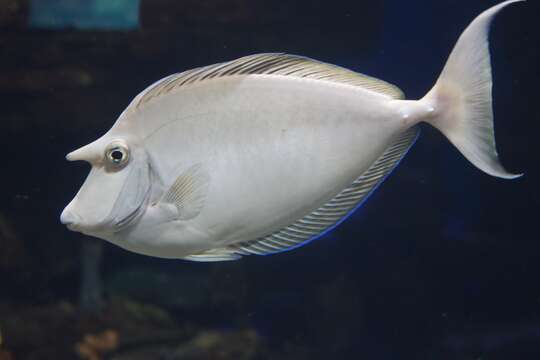 Image of Bluespine Unicornfish