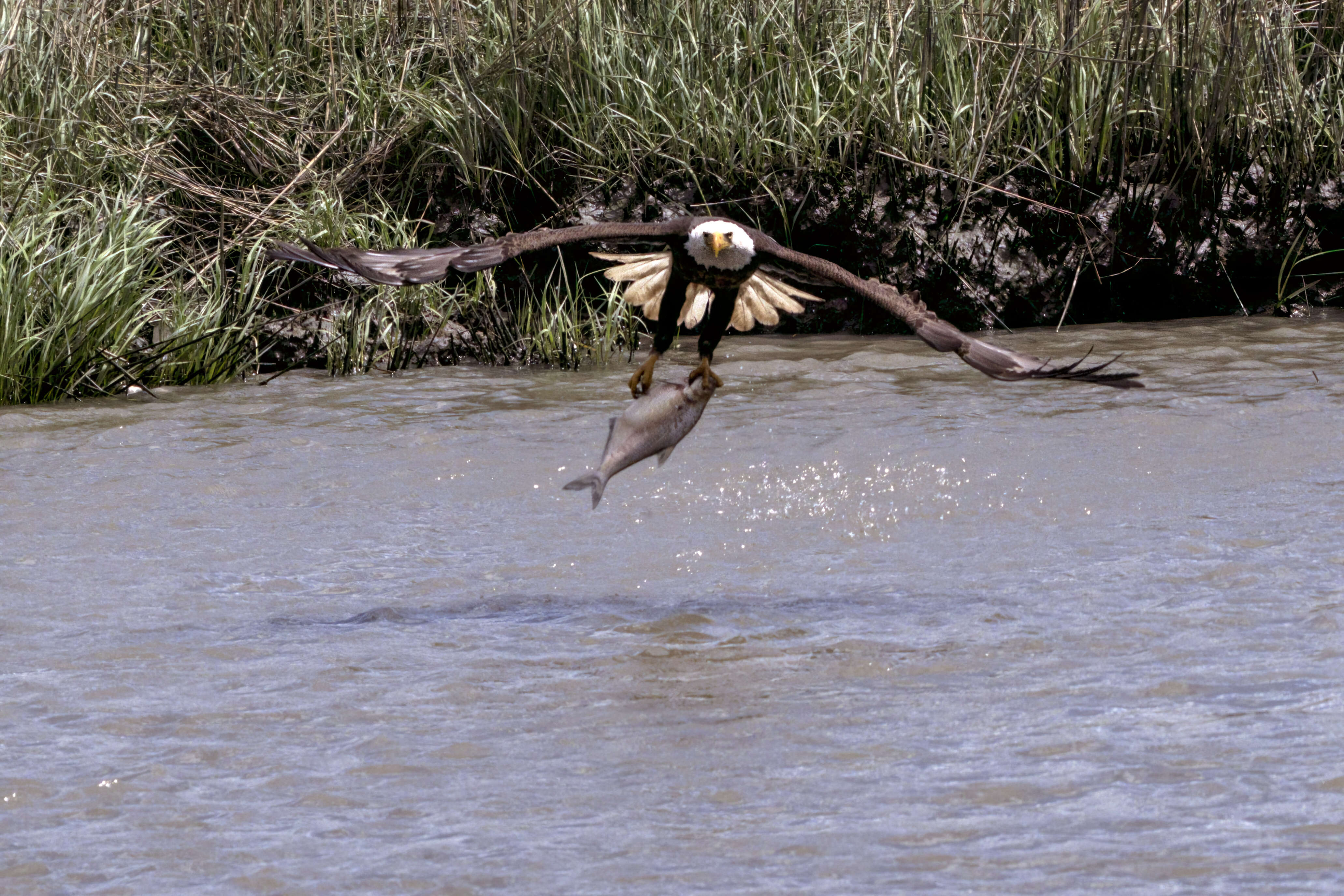 Image of Bald Eagle