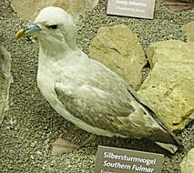 Image of Antarctic Fulmar