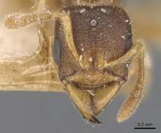 Imagem de Typhlomyrmex