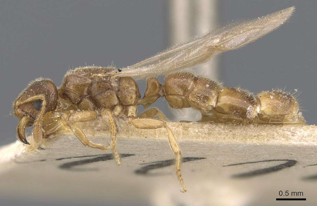 Image of Typhlomyrmex