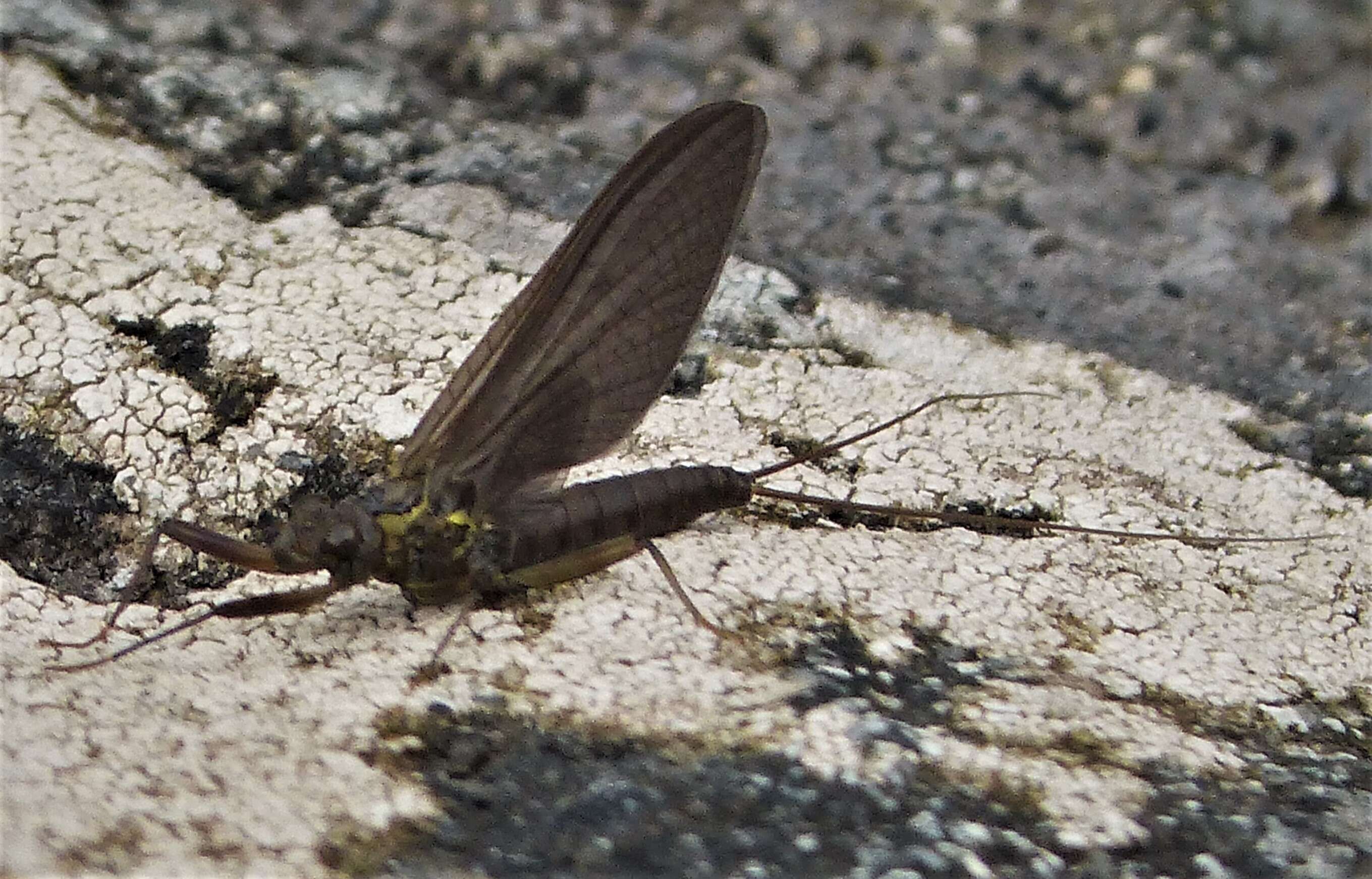 Image of Electrogena lateralis (Curtis 1834)