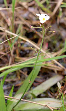 Image of grassy arrowhead