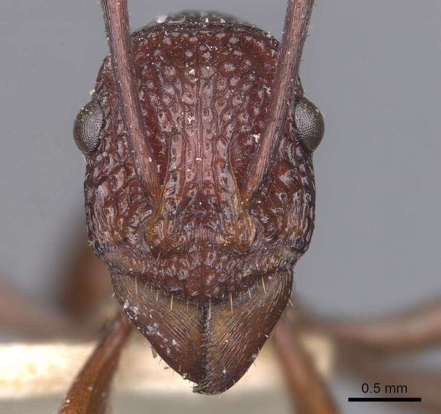 Image of Rhytidoponera rufescens (Forel 1900)