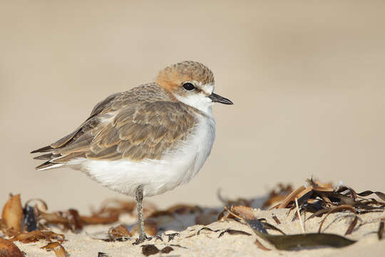 Image of Red-capped Dotterel