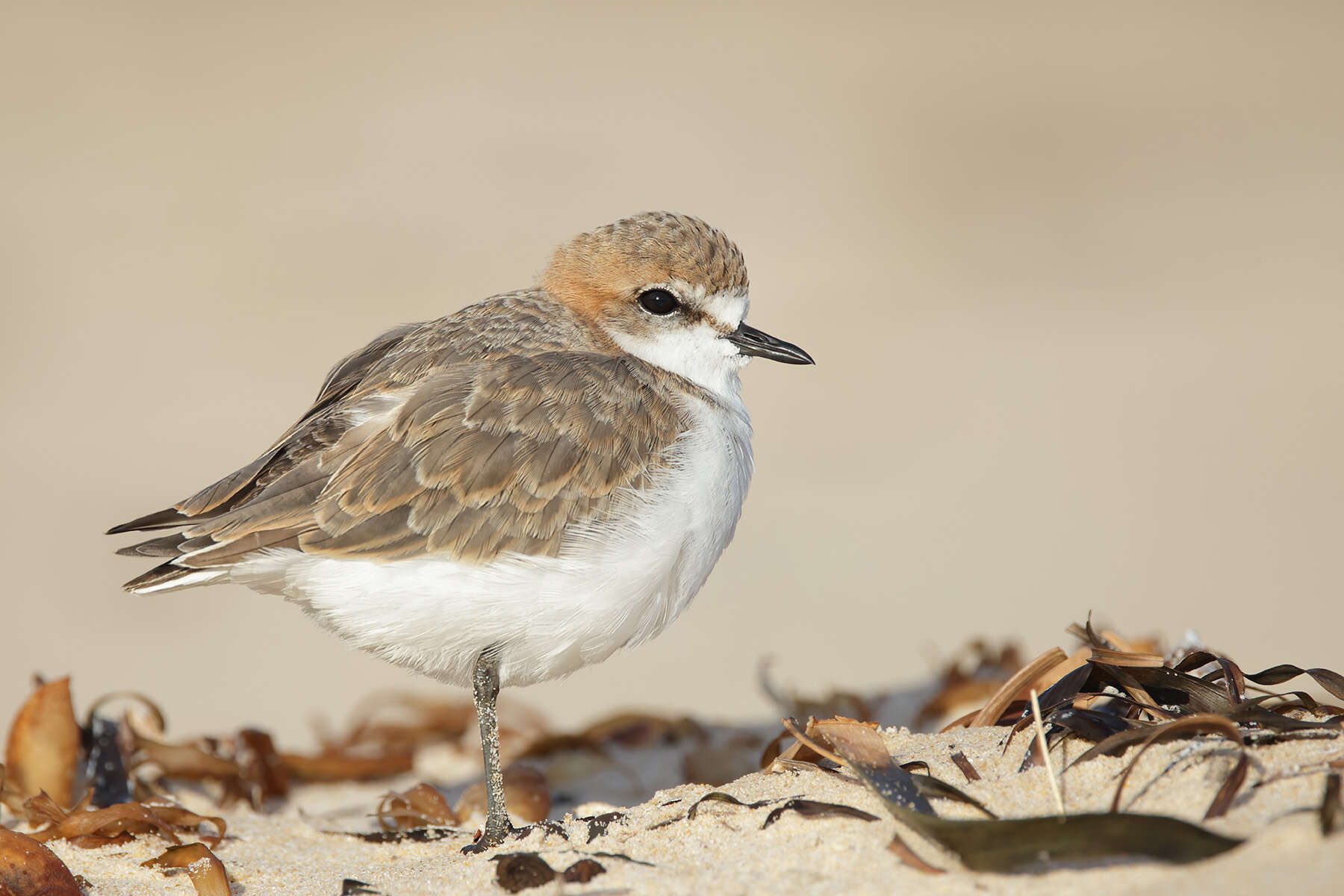 Слика од Charadrius ruficapillus Temminck 1821