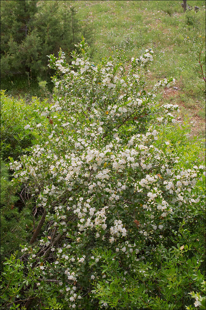 Myrtus communis subsp. communis resmi