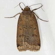 صورة Abagrotis alternata Grote 1864