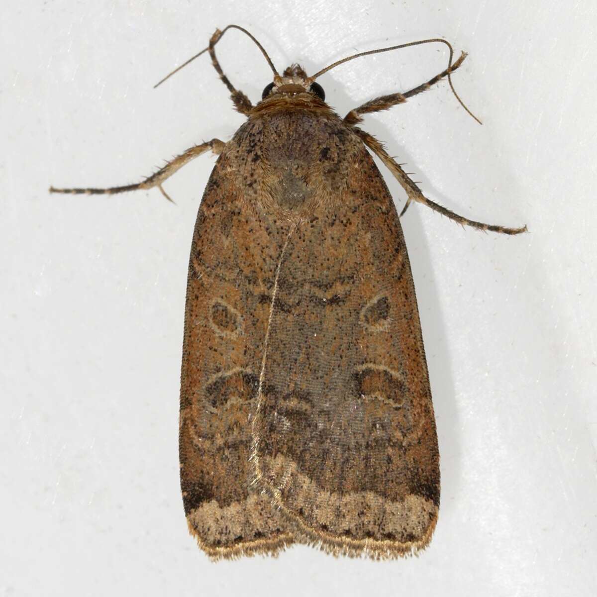 Abagrotis alternata Grote 1864 resmi