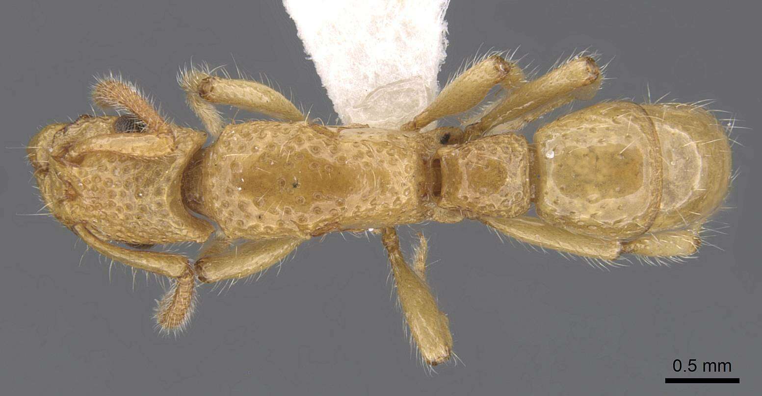 Image of Gnamptogenys laevior (Forel 1905)