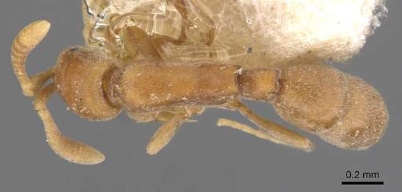 Probolomyrmex brevirostris (Forel 1910)的圖片