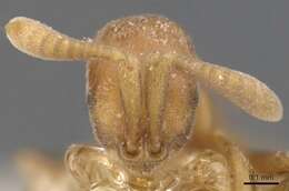 Image of Probolomyrmex brevirostris (Forel 1910)