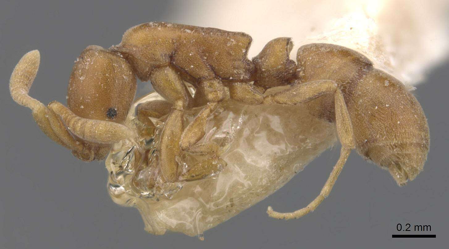 Image of Probolomyrmex brevirostris (Forel 1910)