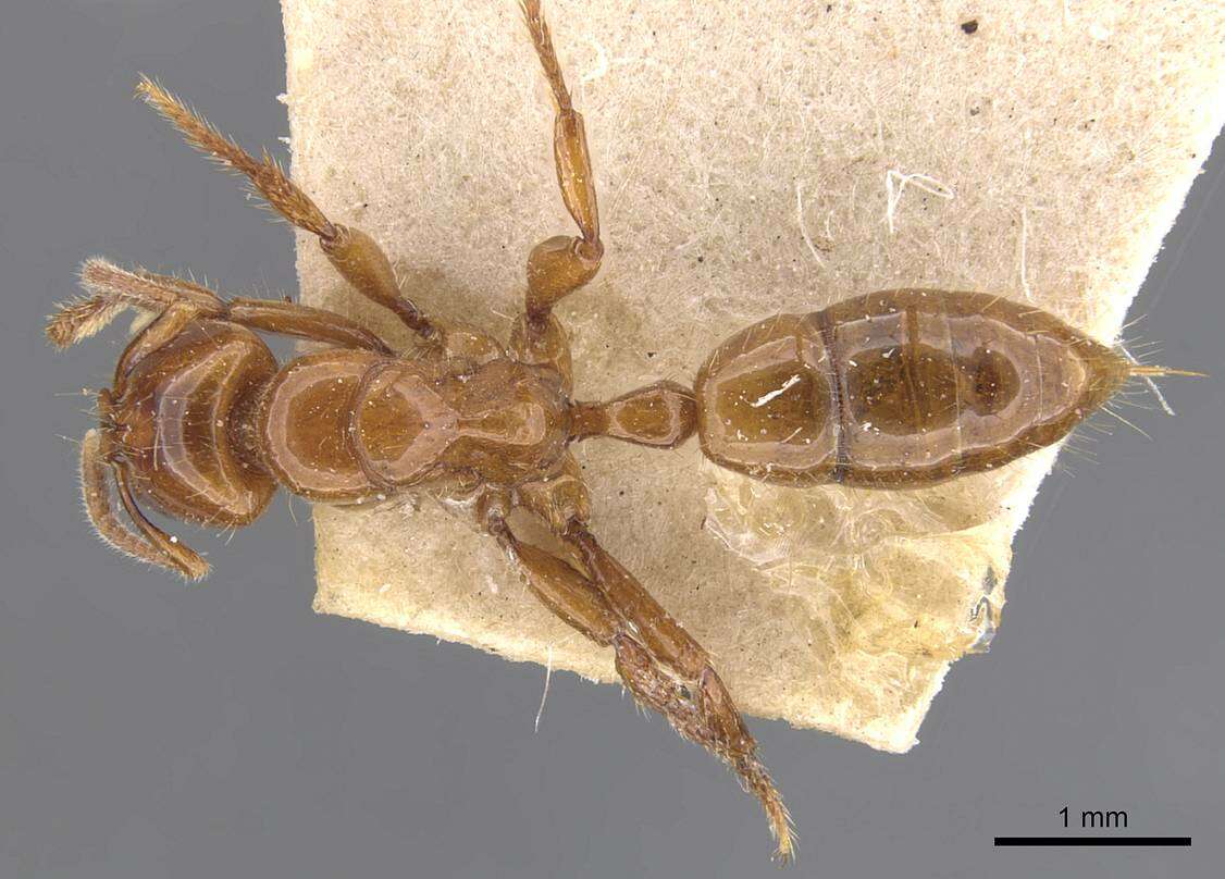 Plancia ëd Centromyrmex brachycola (Roger 1861)