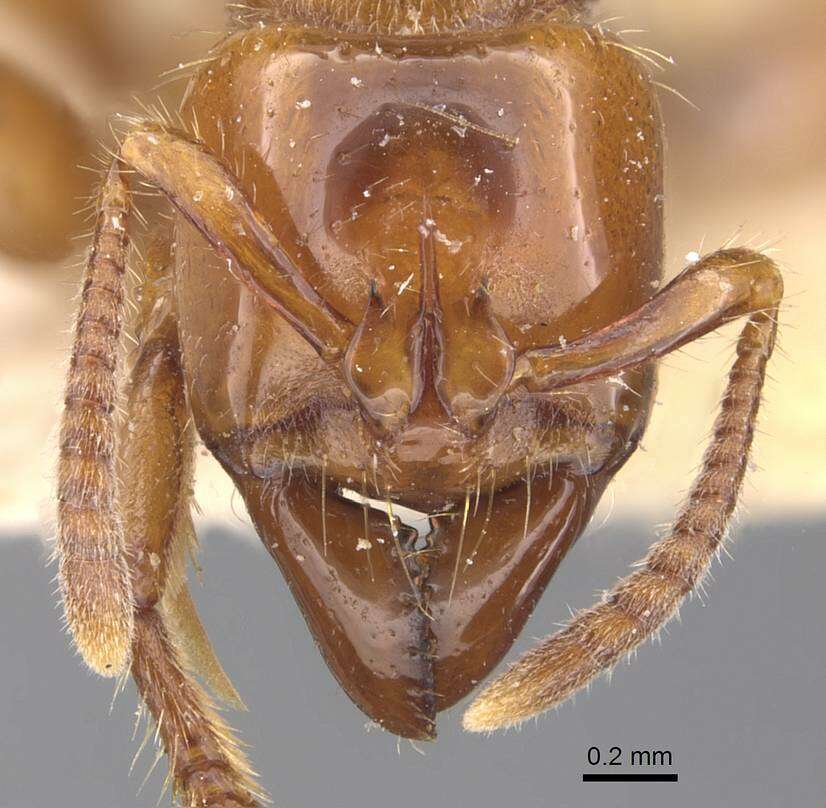 Plancia ëd Centromyrmex brachycola (Roger 1861)