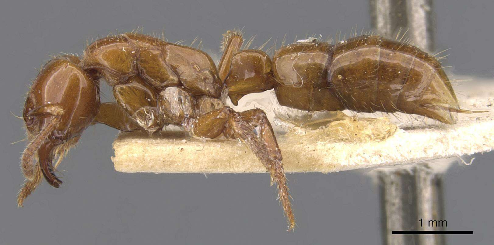 Plancia ëd Centromyrmex brachycola (Roger 1861)