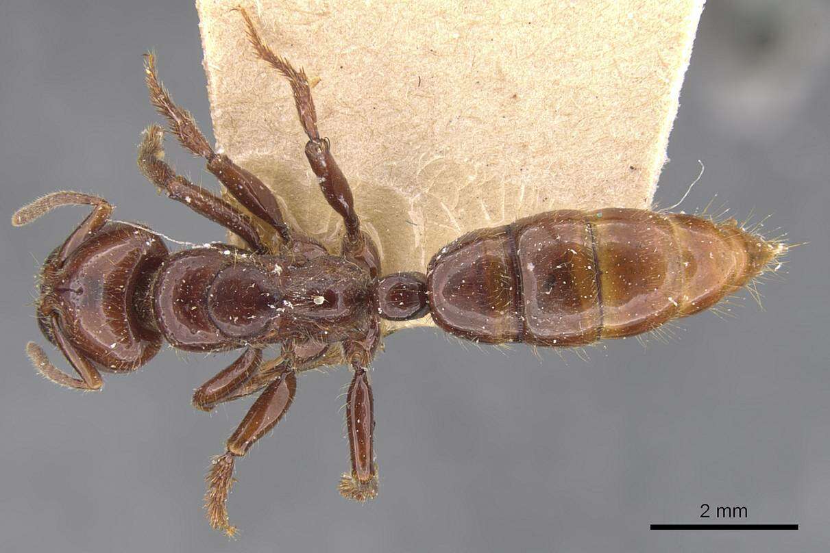 Plancia ëd Centromyrmex gigas Forel 1911