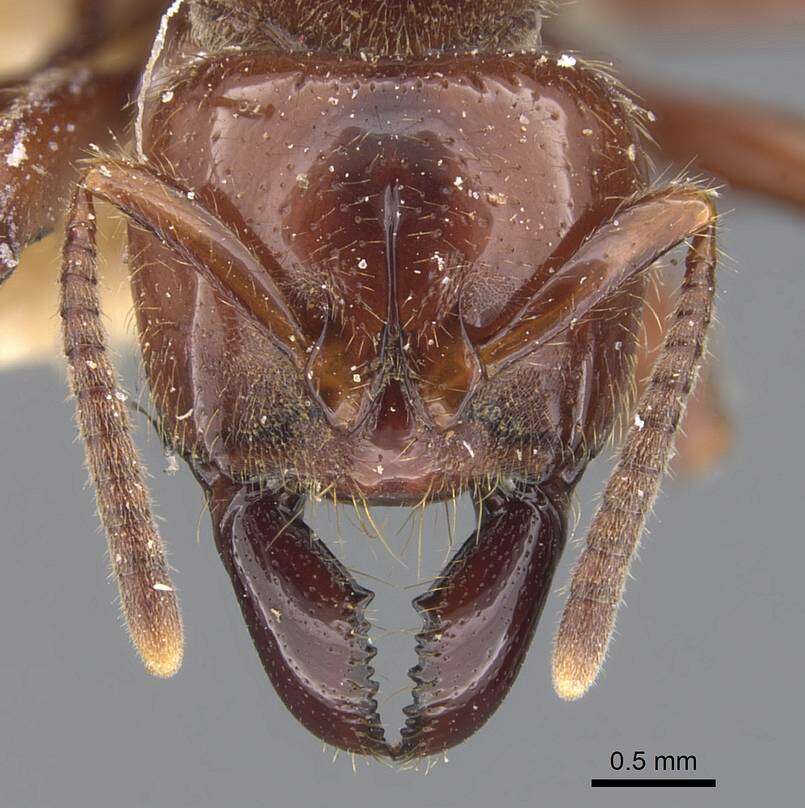 Plancia ëd Centromyrmex gigas Forel 1911