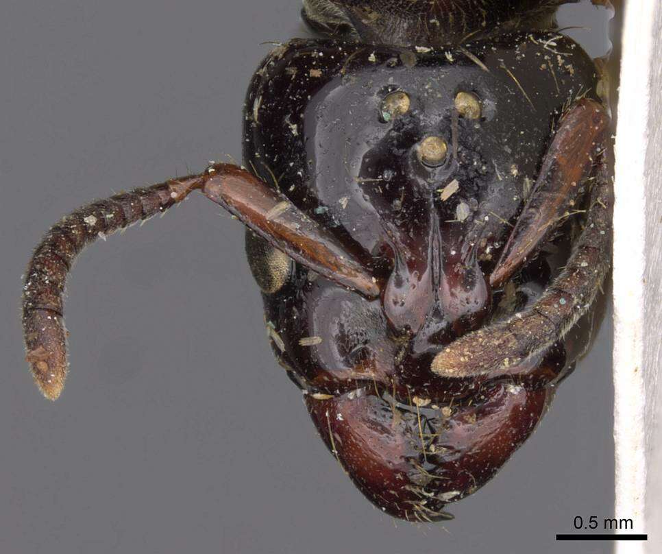 Image of Centromyrmex bequaerti (Forel 1913)