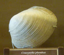 Image of Crassatella plumbea