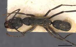 Image of Neoponera verenae