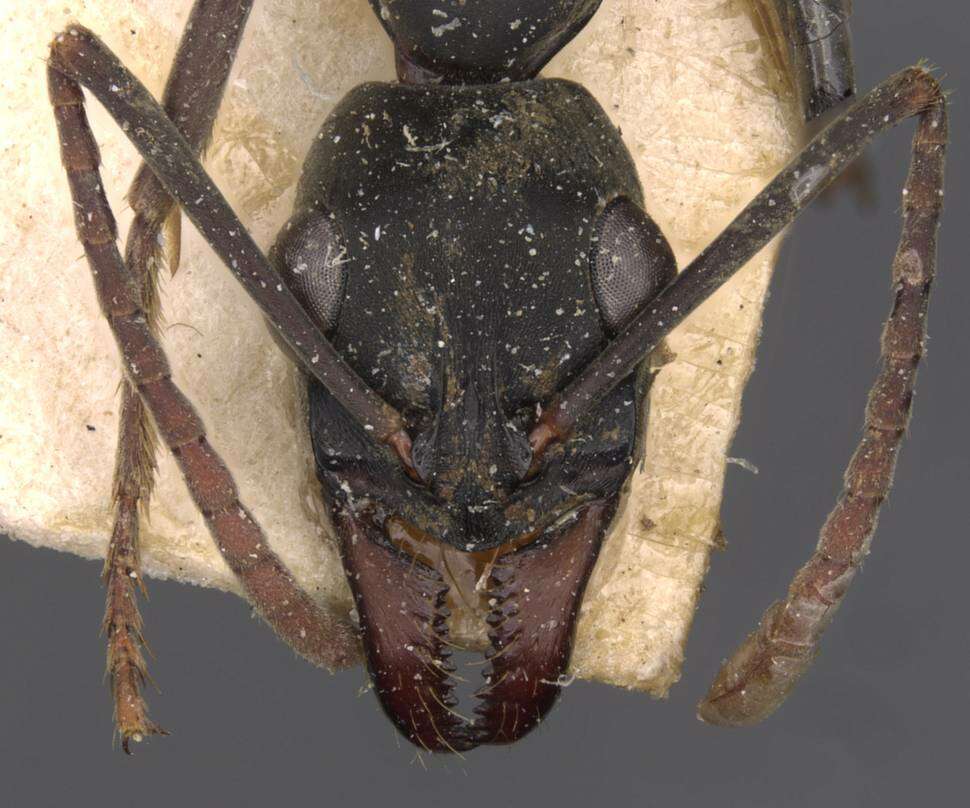 Image of Neoponera verenae