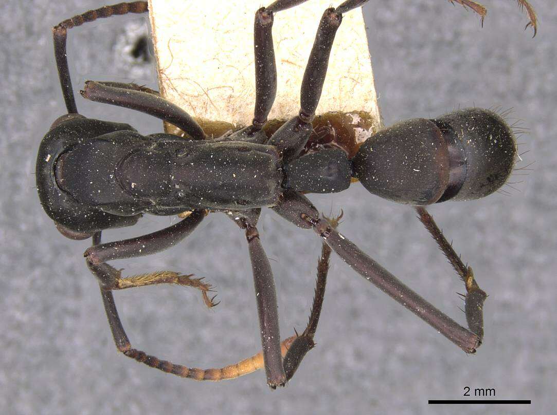 Image of Neoponera apicalis