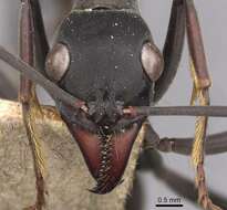 Image of Neoponera apicalis