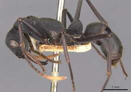 Image of Neoponera apicalis