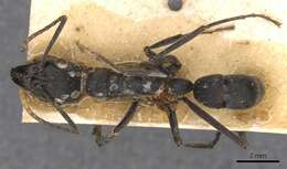 Image of Neoponera apicalis